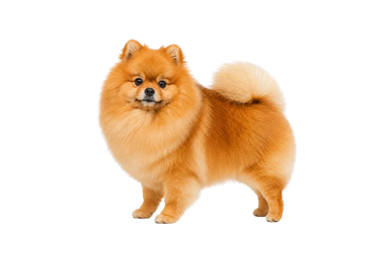 The same photo after AwaCut, on a transparent background