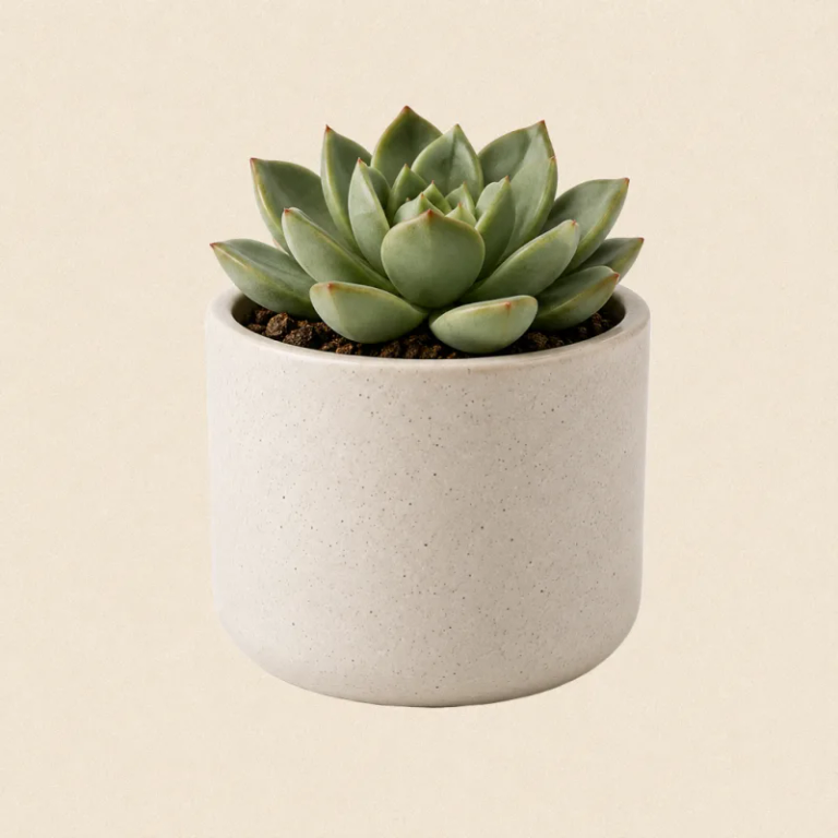 The original product photo, background included